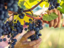 Vendemmia 2023: diminuisce la quantità, tiene la qualità