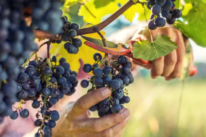 Vendemmia 2024: per Coldiretti un’ottima annata preannunciata e confermata