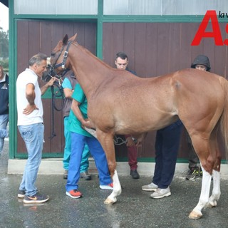 Palio di Asti: reso noto il calendario delle visite veterinarie per i cavalli partecipanti all'edizione 2024