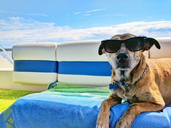 Come prepararsi al meglio alle vacanze con Fido