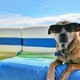 Come prepararsi al meglio alle vacanze con Fido