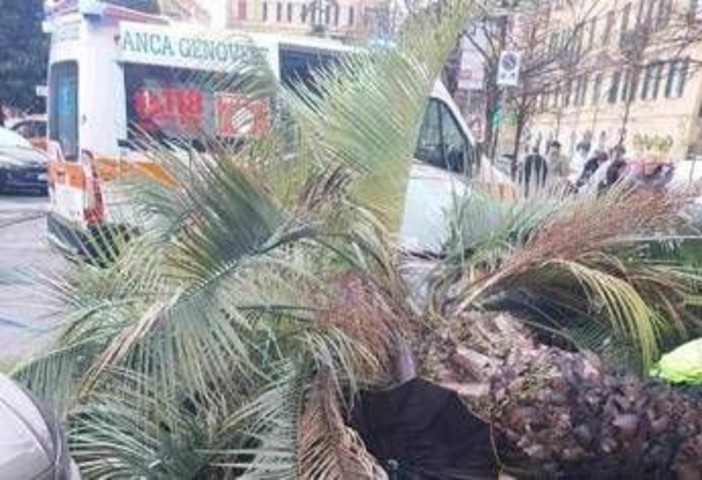 Genova, donna muore schiacciata da una palma