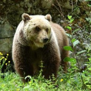 Trento, turista straniero aggredito da un orso a Dro: è ricoverato in ospedale